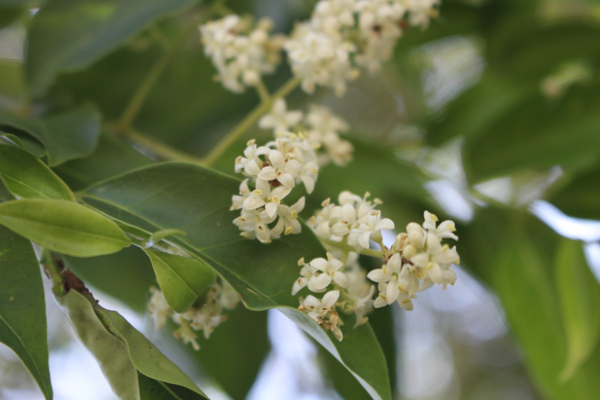 Ligustrum robustum (Roxb.) Blume